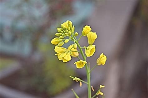 What does a mustard plant look like? - Gardening Channel