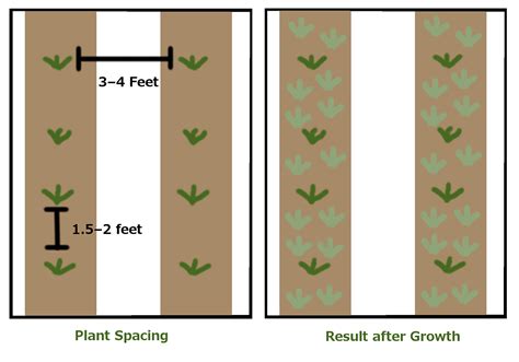 Wiring Diagram 35 Diagram Of A Strawberry Plant