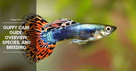 Guppy Species: Care Guide - The Aquarium Adviser