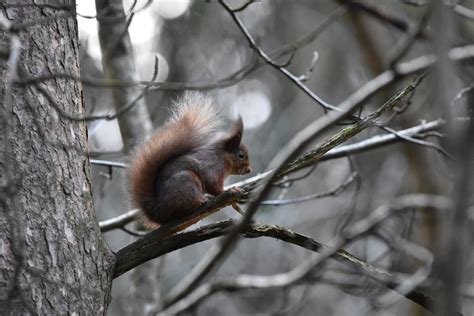 New research shows that current national red squirrel conservation ...