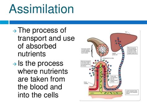 Science8: Semester 1,Chapter 2 - Food and digestion