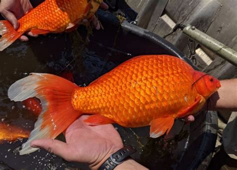 Goldfish – Invasive Species Centre