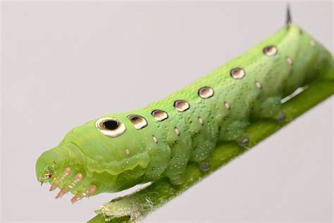 Tersa Sphinx Moth Caterpillar