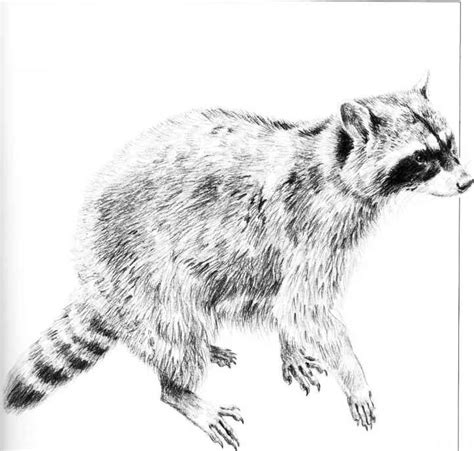 Drawing Small Animals - Pencil Drawing - Joshua Nava Arts
