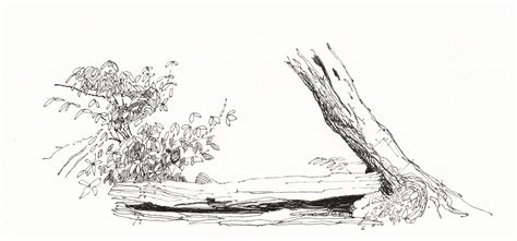 Sketch - Fallen Log | Ink drawing techniques, Log drawing, Tree sketches