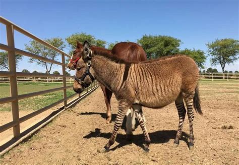 Ever seen a Zonkey? A mix between donkey and a Zebra. | Zonkey, Zebras ...