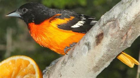 Baltimore Oriole Bird Song Video: Bird Songs Eastern North America-Northern Oriole Nature Sounds ...