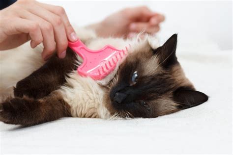 Is the Balinese Cat Hypoallergenic? Advice for Allergy-Suffering Families