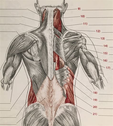 Spine/Thorax Muscles 1 Diagram | Quizlet