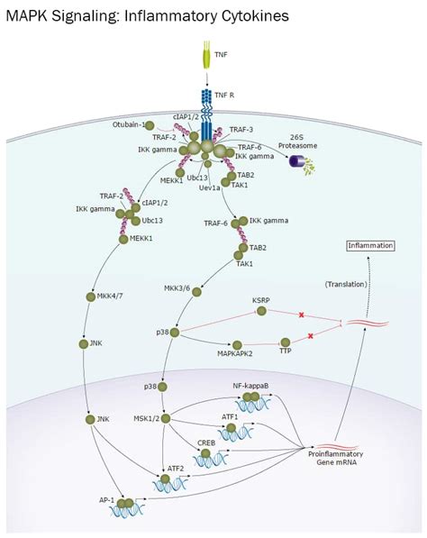 MAPK Mitogens Interactive Pathway: R&D Systems