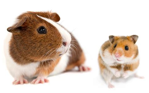 Hamster vs Guinea Pig - Which Pet Is The Right Choice For Me?