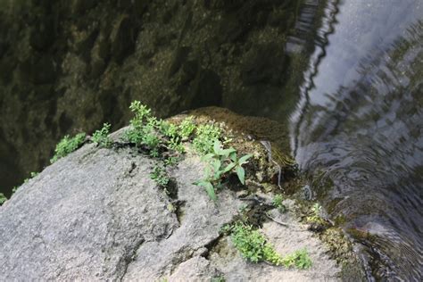 Free Images : water, rock, river, stream, vegetation, outcrop, formation, tree, bedrock ...