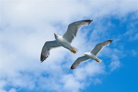 Two White Birds Flying Under Cloudy Sky · Free Stock Photo