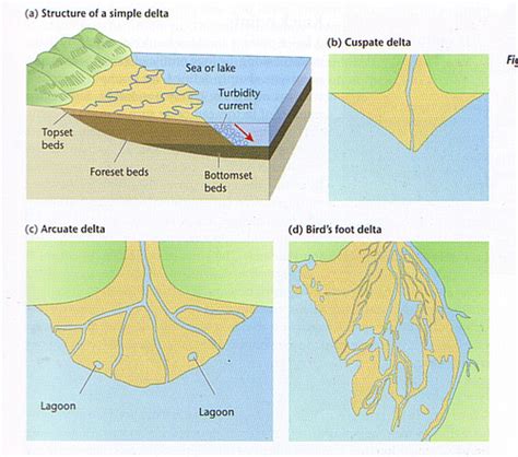 Arcuate Delta Diagram