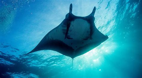 Giant Oceanic Manta Ray | The Animal Facts | Appearance, Diet, Habitat