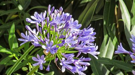 Pruning Agapanthus 【How and When to prune】