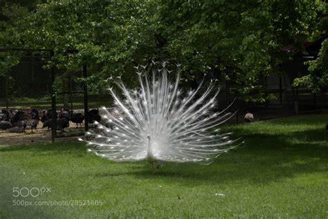 Photograph Beyaz Tavus Kuşu (White Peacock) by kaan on 500px