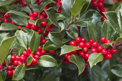 When Should You Prune Your Holly Bush? | Holly bush, Holly tree, Holly ...