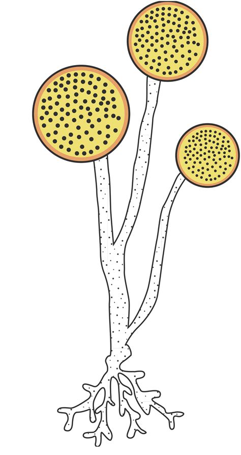 Rhizopus Oligosporus Rhizopus Oryzae, Which One Is Better, 41% OFF