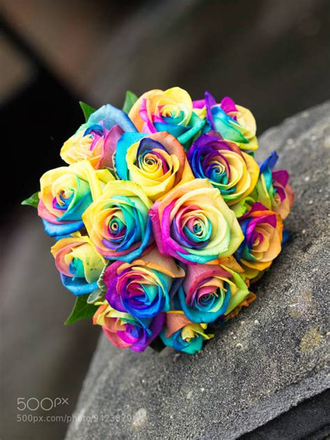 Rainbow Roses, with petals in every colour of the rainbow | Flowerona