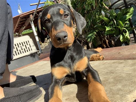 Doberman Pinscher Puppies For Sale | San Diego, CA #315595