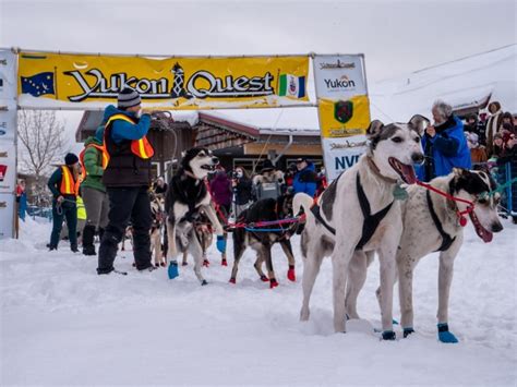 Yukon Quest kicks off this weekend in Whitehorse, and continues to evolve | CBC News