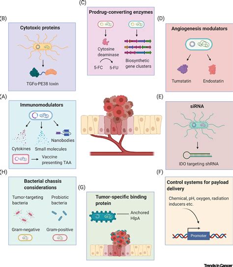 Tweak to Treat: Reprograming Bacteria for Cancer Treatment: Trends in ...