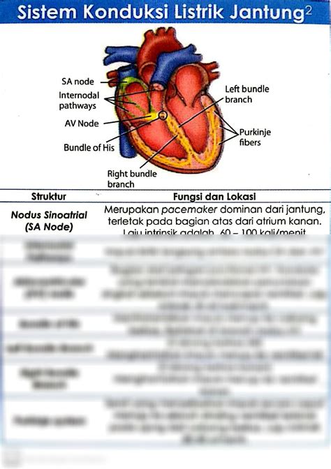 SOLUTION: Sistem konduksi listrik jantung - Studypool