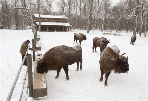 Chernobyl Zone — Europe’s Largest Wildlife Refuge? « Russia Watch