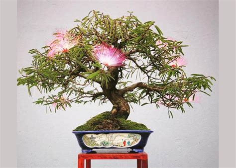 Care guide for the Silk tree Bonsai tree (Albizia or Mimosa) - Bonsai ...