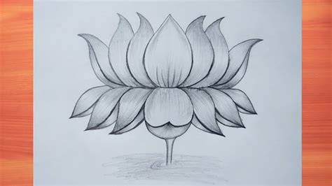 Lotus Pencil Drawing