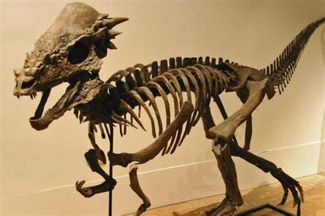 Pachycephalosaurus | Dinosaurs | Pinterest | The o'jays, What is and America