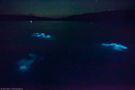 Sage Island: A Night Swim in the World’s Best Bioluminescent Bay