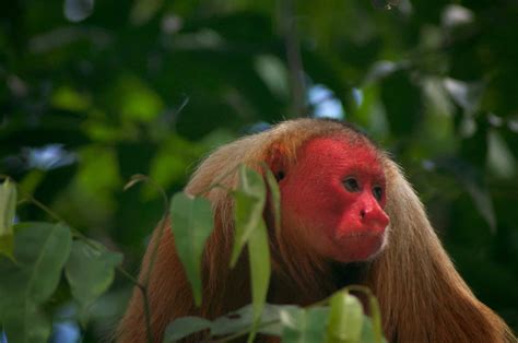 Uakari Animal Facts | Cacajao | AZ Animals