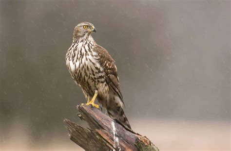 Hawks In Arizona: 12 Magnificent Species In The Grand Canyon State