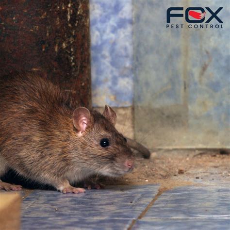 Top-Rated Rodent Exterminators Near You in Central, FL – Get Rid of ...