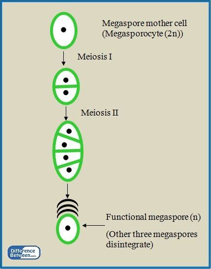 Difference Between Microsporogenesis and Megasporogenesis | Compare the Difference Between ...