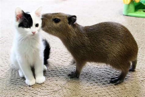 Capybaras with Other Animals: Do They Really Get Along with Everyone? - A-Z Animals