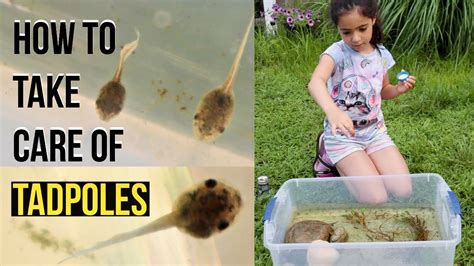 How To Take Care Of TADPOLES | Raising Tadpoles - YouTube