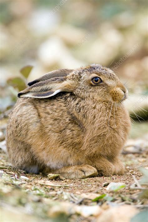 European hare - Stock Image - Z938/0082 - Science Photo Library