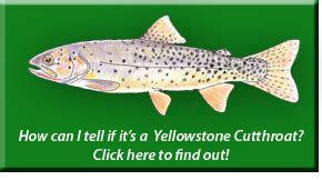 Yellowstone Cutthroat Trout Range Maps – Wild Trout Streams