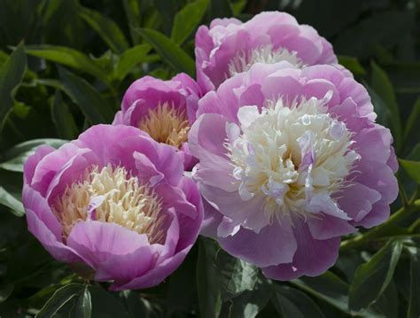 15 Beautiful Varieties of Peony