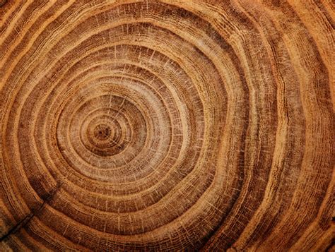 120,697 BEST Tree Rings IMAGES, STOCK PHOTOS & VECTORS | Adobe Stock