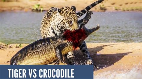 Tiger attack crocodile in river|animal video - YouTube