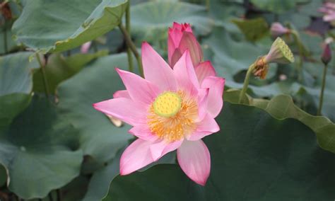 The Most Beautiful Flowers in Vietnam