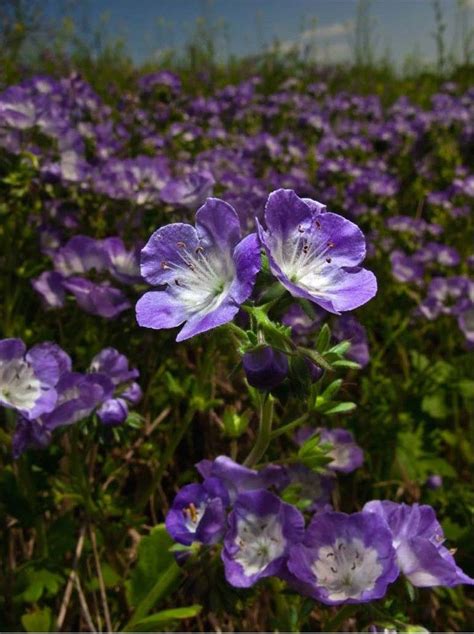 The beautiful spring wildflowers of Texas near Dewitt County. Picture courtesy of Texas Hwys ...