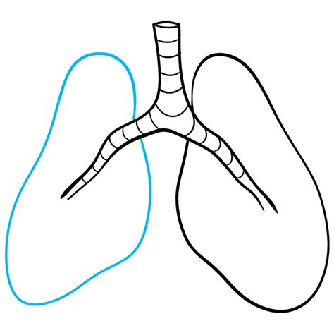 How to Draw Lungs - Really Easy Drawing Tutorial