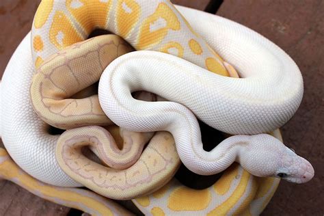 Been wanting to compare lav albino with... | Pet snake, Snake, Cute animals