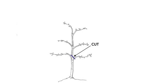 How to Prune Dwarf Fruit Trees - Fine Gardening