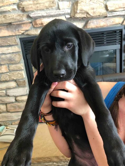 Female Black Lab Remaining [Found Furever Home] – Bell's Labradors